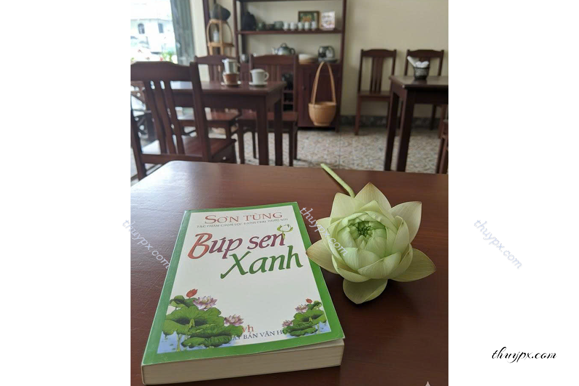 búp sen xanh nhà văn Sơn Tùng